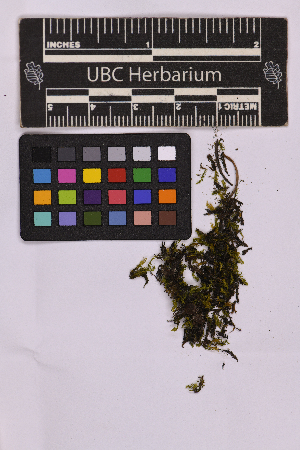  ( - UBC-B-B207176)  @11 [ ] (by-nc) (2025) Unspecified University of British Columbia Herbarium