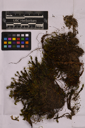  ( - UBC-B-B210479)  @11 [ ] (by-nc) (2025) Unspecified University of British Columbia Herbarium
