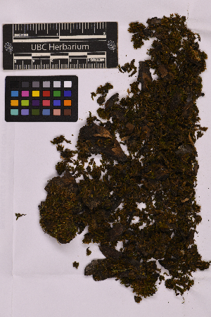  ( - UBC-B-B212154)  @11 [ ] (by-nc) (2025) Unspecified University of British Columbia Herbarium