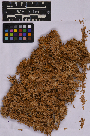 ( - UBC-B-B212221)  @11 [ ] (by-nc) (2025) Unspecified University of British Columbia Herbarium