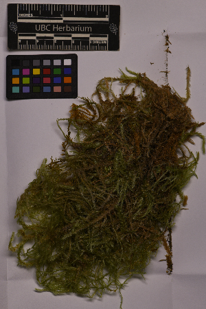  ( - UBC-B-B212955)  @11 [ ] (by-nc) (2025) Unspecified University of British Columbia Herbarium