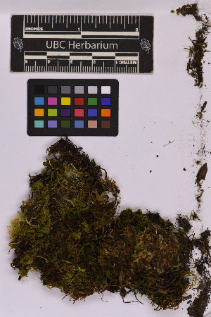  ( - UBC-B-B214582)  @11 [ ] (by-nc) (2025) Unspecified University of British Columbia Herbarium