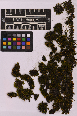  ( - UBC-B-B215589)  @11 [ ] (by-nc) (2025) Unspecified University of British Columbia Herbarium