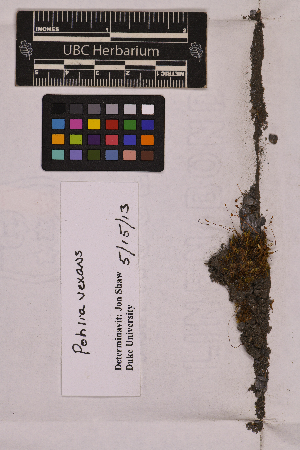  ( - UBC-B-B215625)  @11 [ ] (by-nc) (2025) Unspecified University of British Columbia Herbarium