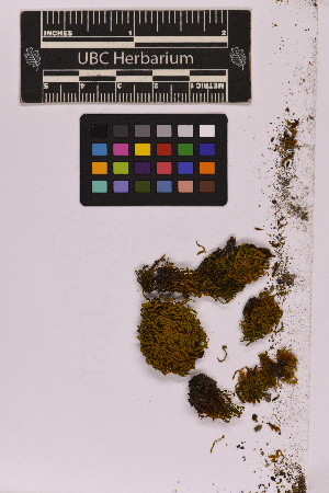  ( - UBC-B-B218570)  @11 [ ] (by-nc) (2025) Unspecified University of British Columbia Herbarium