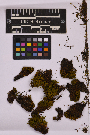  (Vinealobryum - UBC-B-B218571)  @11 [ ] (by-nc) (2025) Unspecified University of British Columbia Herbarium