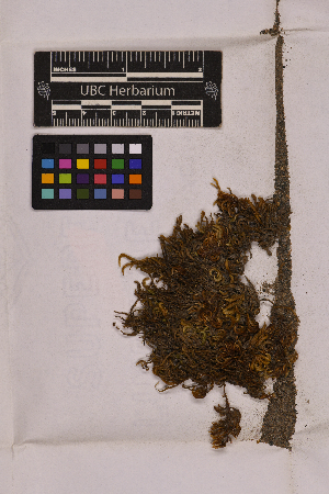  ( - UBC-B-B22159)  @11 [ ] (by-nc) (2025) Unspecified University of British Columbia Herbarium
