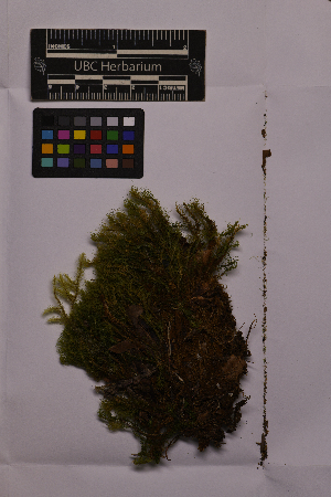  ( - UBC-B-B225339)  @11 [ ] (by-nc) (2025) Unspecified University of British Columbia Herbarium