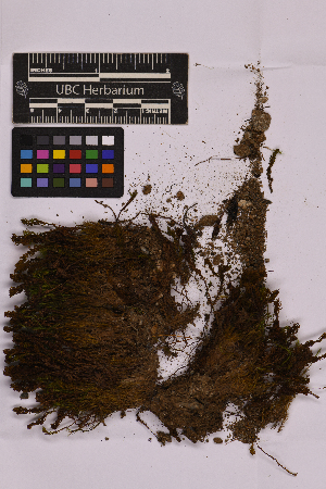  ( - UBC-B-B225384)  @11 [ ] (by-nc) (2025) Unspecified University of British Columbia Herbarium