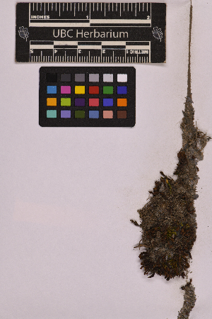  ( - UBC-B-B226875)  @11 [ ] (by-nc) (2025) Unspecified University of British Columbia Herbarium