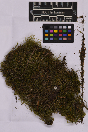  ( - UBC-B-B226959)  @11 [ ] (by-nc) (2025) Unspecified University of British Columbia Herbarium