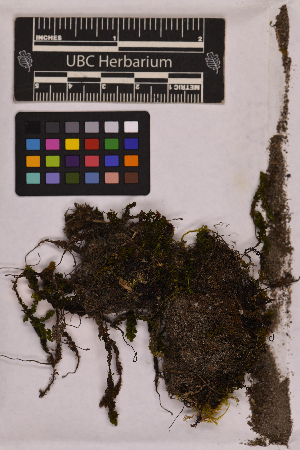  ( - UBC-B-B230828)  @11 [ ] (by-nc) (2025) Unspecified University of British Columbia Herbarium