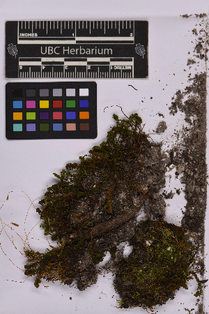  ( - UBC-B-B231502)  @11 [ ] (by-nc) (2025) Unspecified University of British Columbia Herbarium