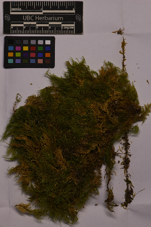  ( - UBC-B-B231785)  @11 [ ] (by-nc) (2025) Unspecified University of British Columbia Herbarium