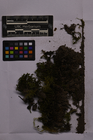  ( - UBC-B-B233214)  @11 [ ] (by-nc) (2025) Unspecified University of British Columbia Herbarium