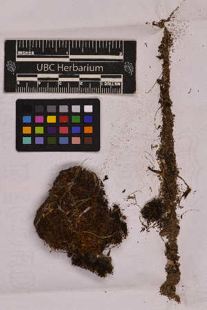  ( - UBC-B-B23349)  @11 [ ] (by-nc) (2025) Unspecified University of British Columbia Herbarium