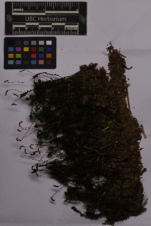  ( - UBC-B-B235773)  @11 [ ] (by-nc) (2025) Unspecified University of British Columbia Herbarium