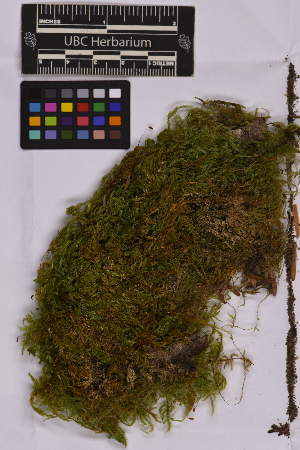  ( - UBC-B-B235822)  @11 [ ] (by-nc) (2025) Unspecified University of British Columbia Herbarium