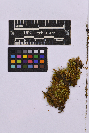  ( - UBC-B-B236973)  @11 [ ] (by-nc) (2025) Unspecified University of British Columbia Herbarium