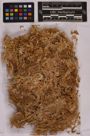  ( - UBC-B-B237578)  @11 [ ] (by-nc) (2025) Unspecified University of British Columbia Herbarium