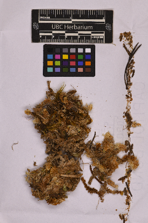  (Sphagnum contortum - UBC-B-B237590)  @11 [ ] (by-nc) (2025) Unspecified University of British Columbia Herbarium