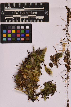 ( - UBC-B-B238483)  @11 [ ] (by-nc) (2025) Unspecified University of British Columbia Herbarium