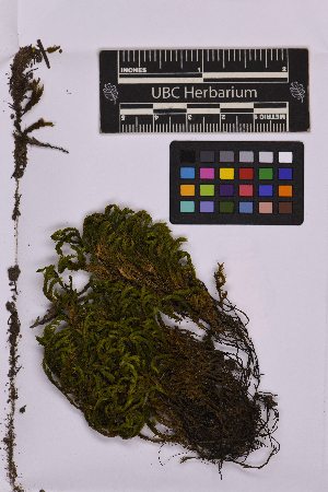  ( - UBC-B-B238998)  @11 [ ] (by-nc) (2025) Unspecified University of British Columbia Herbarium