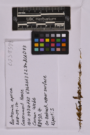  ( - UBC-B-B239398)  @11 [ ] (by-nc) (2025) Unspecified University of British Columbia Herbarium