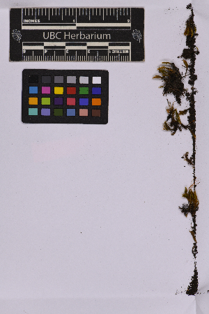  ( - UBC-B-B239399)  @11 [ ] (by-nc) (2025) Unspecified University of British Columbia Herbarium