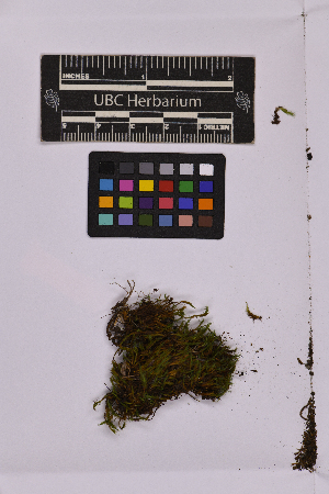  (Bartramia - UBC-B-B240437)  @11 [ ] (by-nc) (2025) Unspecified University of British Columbia Herbarium