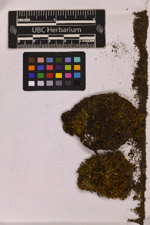  (Cnestrum - UBC-B-B24976)  @11 [ ] (by-nc) (2025) Unspecified University of British Columbia Herbarium