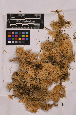  ( - UBC-B-B25580)  @11 [ ] (by-nc) (2025) Unspecified University of British Columbia Herbarium