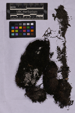  (Bucklandiella macounii subsp. alpina - UBC-B-B262129)  @11 [ ] (by-nc) (2025) Unspecified University of British Columbia Herbarium