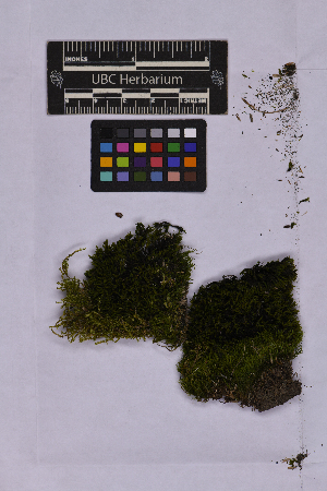  (Bucklandiella macounii - UBC-B-B262130)  @11 [ ] (by-nc) (2025) Unspecified University of British Columbia Herbarium