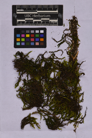  ( - UBC-B-B262136)  @11 [ ] (by-nc) (2025) Unspecified University of British Columbia Herbarium