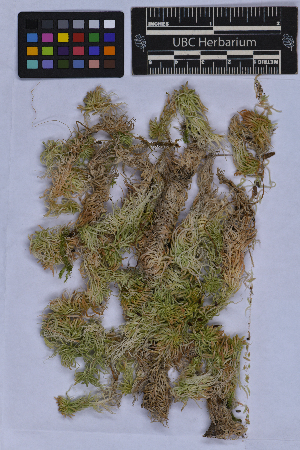 ( - UBC-B-B262137)  @11 [ ] (by-nc) (2025) Unspecified University of British Columbia Herbarium