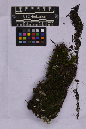  ( - UBC-B-B262139)  @11 [ ] (by-nc) (2025) Unspecified University of British Columbia Herbarium