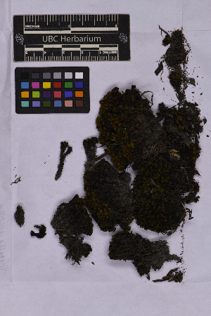  (Tortella arctica - UBC-B-B262141)  @11 [ ] (by-nc) (2025) Unspecified University of British Columbia Herbarium
