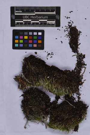  (Paraleucobryum enerve - UBC-B-B262146)  @11 [ ] (by-nc) (2025) Unspecified University of British Columbia Herbarium