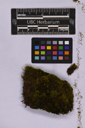  ( - UBC-B-B262149)  @11 [ ] (by-nc) (2025) Unspecified University of British Columbia Herbarium
