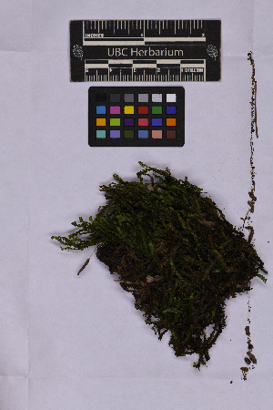  ( - UBC-B-B262150)  @11 [ ] (by-nc) (2025) Unspecified University of British Columbia Herbarium