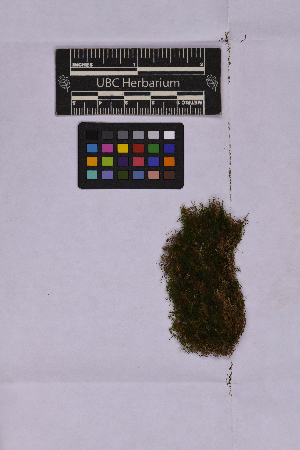  ( - UBC-B-B262151)  @11 [ ] (by-nc) (2025) Unspecified University of British Columbia Herbarium