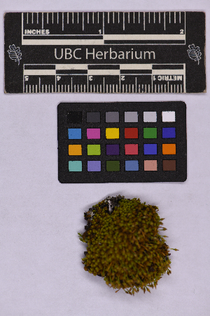  ( - UBC-B-B262155)  @11 [ ] (by-nc) (2025) Unspecified University of British Columbia Herbarium