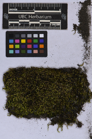  ( - UBC-B-B262157)  @11 [ ] (by-nc) (2025) Unspecified University of British Columbia Herbarium