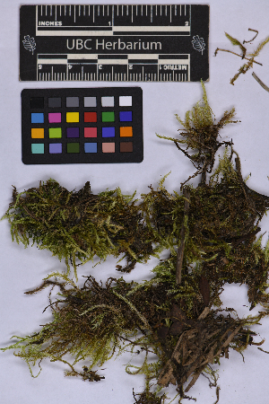  ( - UBC-B-B262158)  @11 [ ] (by-nc) (2025) Unspecified University of British Columbia Herbarium