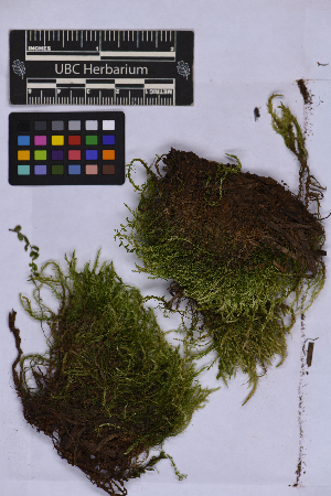  (Calliergonaceae - UBC-B-B262160)  @11 [ ] (by-nc) (2025) Unspecified University of British Columbia Herbarium