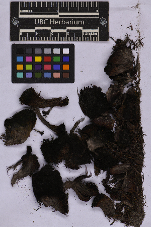  ( - UBC-B-B262164)  @11 [ ] (by-nc) (2025) Unspecified University of British Columbia Herbarium