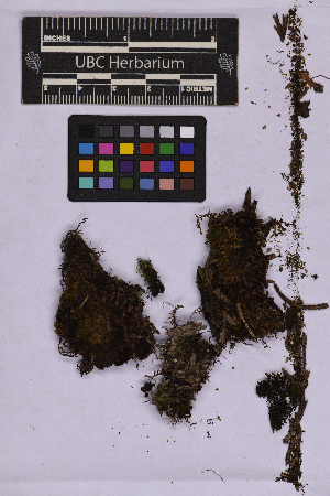  (Rosulabryum moravicum - UBC-B-B262165)  @11 [ ] (by-nc) (2025) Unspecified University of British Columbia Herbarium