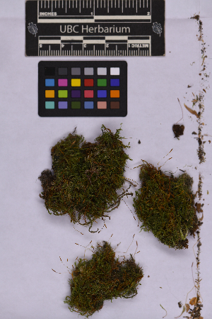  ( - UBC-B-B262166)  @11 [ ] (by-nc) (2025) Unspecified University of British Columbia Herbarium