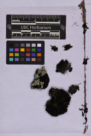  ( - UBC-B-B262167)  @11 [ ] (by-nc) (2025) Unspecified University of British Columbia Herbarium